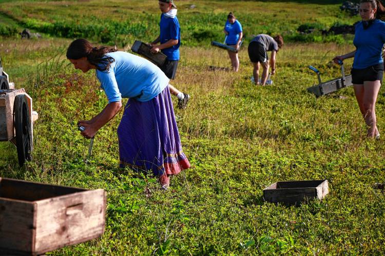 Pick-your-own customers and farm crew pickers use the same equipment — blueberry rakes and wooden berry boxes and garden carts.