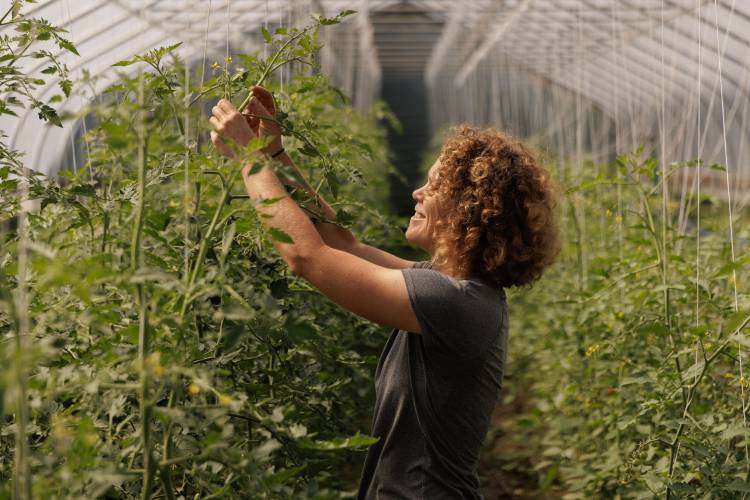 Stony Hill Farm owner Alice Colman prunes and trellises tomatoes at the farm in Wilbraham on a recent morning.