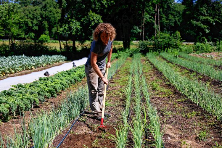 Stony Hill Farm owner Alice Colman hoes the onion field at the farm in Wilbraham on a recent morning.