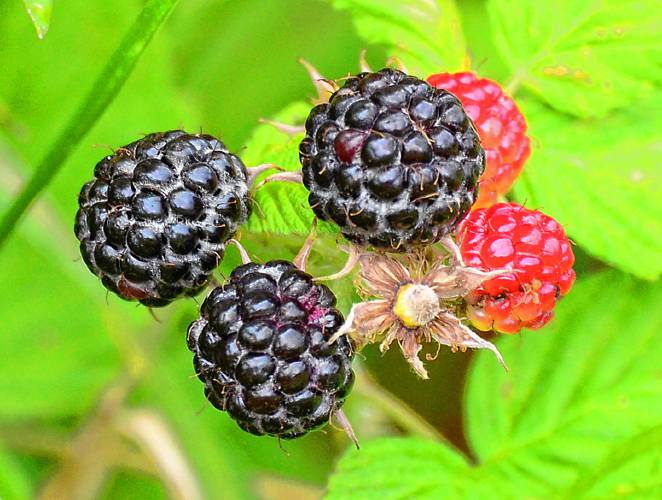 Growing unnoticed in a patch of vegetation that had been spared the mower, this beautiful group of wild black raspberries may be the beginning of a managed berry patch in the future.