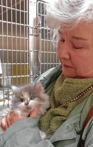 Belchertown resident Marianne Gambaro holds a kitten in Dakin Humane Society’s Kitten Intensive Care Unit.