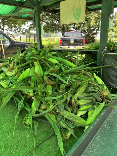 J & J Farms’ “super sweet” corn is a major draw for their farm stand at 324 Meadow St. in Amherst.