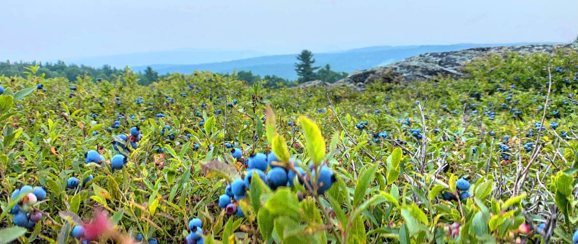 The hilltop berry fields at The Benson Place have beautiful views of the Berkshires.