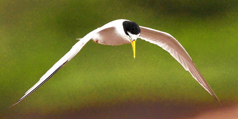 Other than its extremely small size, the features that can help you identify a Least Tern are its white forehead and yellow beak.