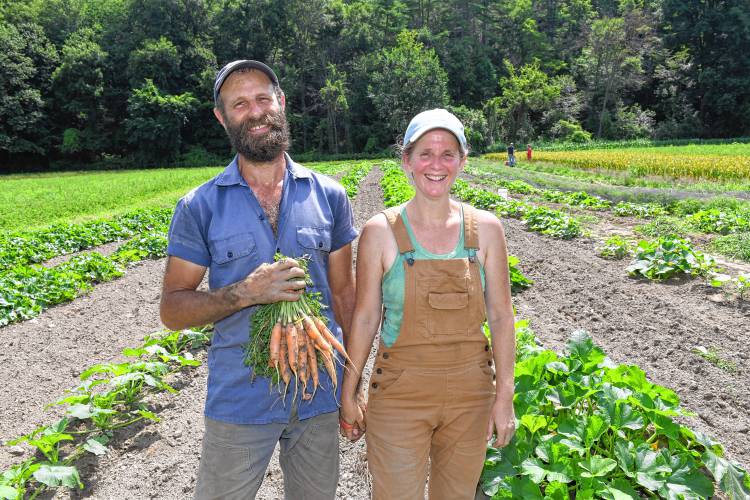 David Fisher and Maggie Toran were harvesting carrots in the fields at Natural Roots farm in Conway on Tuesday, a year after flooding destroyed their crops in this field.