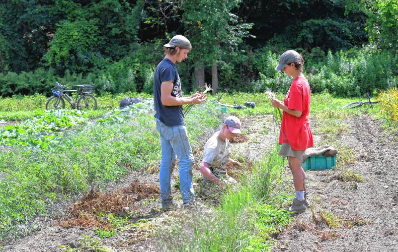 Gabriel Fisher, his sister Leora Fisher and Lulu Coelho harvest scallions at Natural Roots farm in Conway on Tuesday.