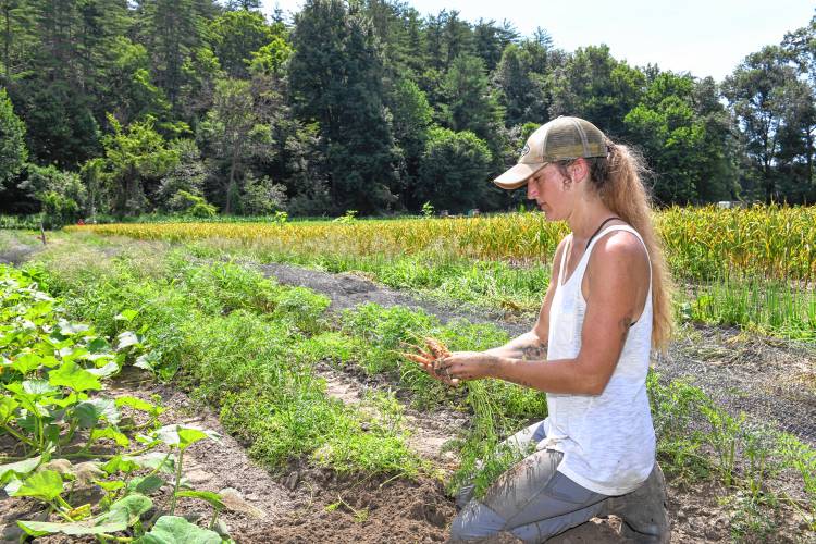 Farm Manager Britt Terry harvests carrots at Natural Roots farm in Conway on Tuesday.