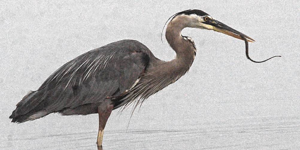 An adult great blue heron wrangles with a slender and wiggly northern pipefish.