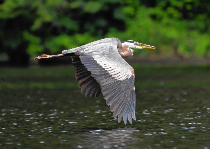 A great blue heron glides over the Deerfield River in Shelburne.