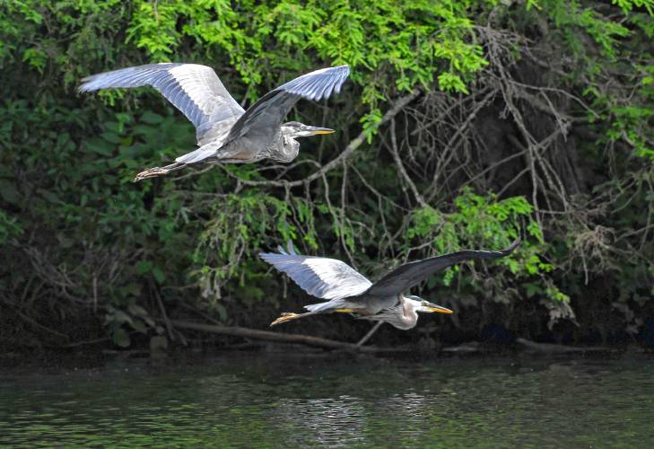 A pair of great blue herons glide over the Deerfield River in Shelburne.