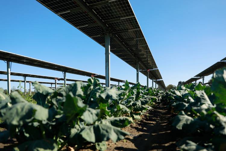 Solar panels line rows of broccoli in a field at Czajkowski Farm in Hadley. The House, 131-25, approved a bill that supporters said would increase the state’s supply of clean energy by setting new renewable energy generation storage procurement targets, and by streamlining the state and local permitting process.