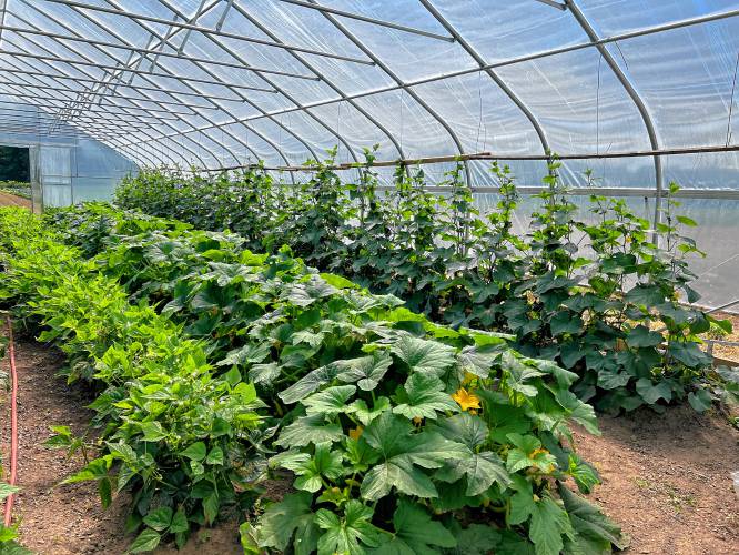 Beans, summer squash and cucumbers grow under a high tunnel at J & J Farms in Amherst. Extending their growing season with high tunnels is one way of replacing income lost from not milking cows.