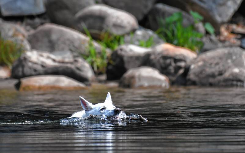 Lotti, a white German shepherd, retrieves a stick thrown in the Deerfield River by Greenfield resident Ruth Gemperlein.