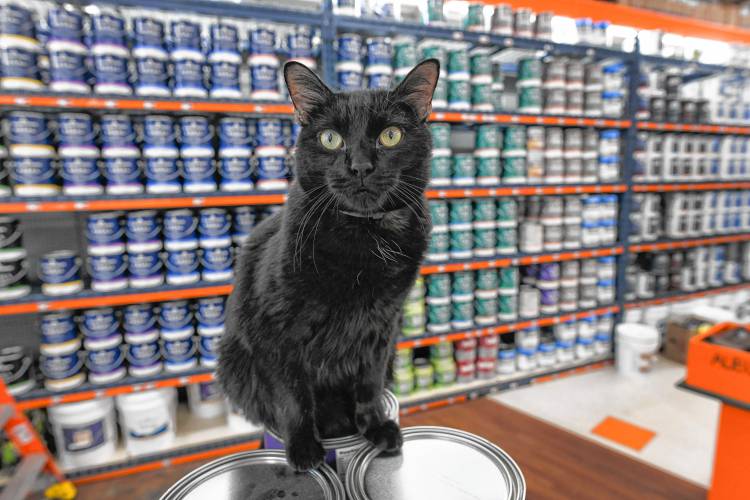 Merlin, the resident cat at Aubuchon Hardware in Greenfield, can usually be found in the paint department. Should “An act relative to paint recycling” be signed into law, paint retailers would be able to opt in to a paint stewardship system.