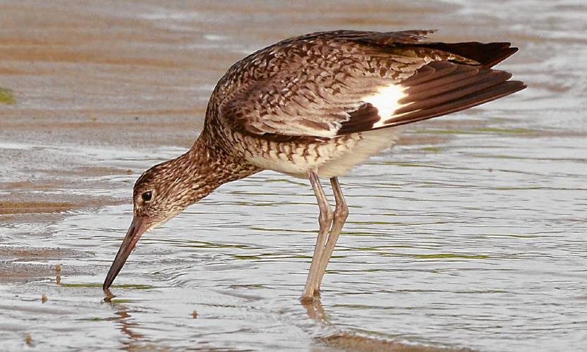 Quietly feeding in the shallow water at First Encounter Beach, this willet casually dropped its wingtips to expose a hint of the white wing bars that are easily seen when the bird is in flight.