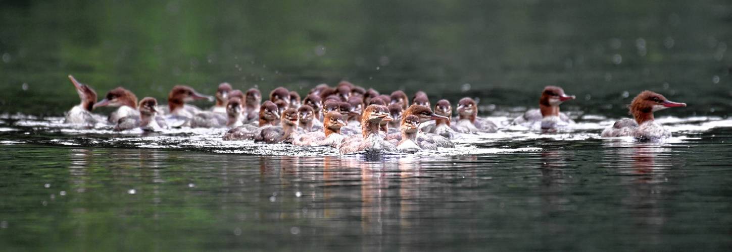 Approximately 40 young common mergansers make their way up the Deerfield River in Deerfield. The group is likely made up of several broods participating in a behavior referred to as chick-creching, where one or more adult birds stay with the young while the other adults are out fishing.