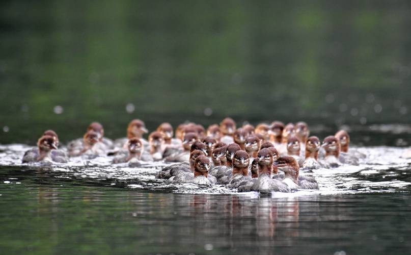 Approximately 40 young common mergansers make their way up the Deerfield River in Deerfield. The group is likely made up of several broods participating in a behavior referred to as chick-creching, where one or more adult birds stay with the young while the other adults are out fishing.