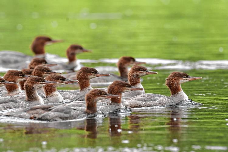 Several young common mergansers in the Deerfield River in Deerfield.