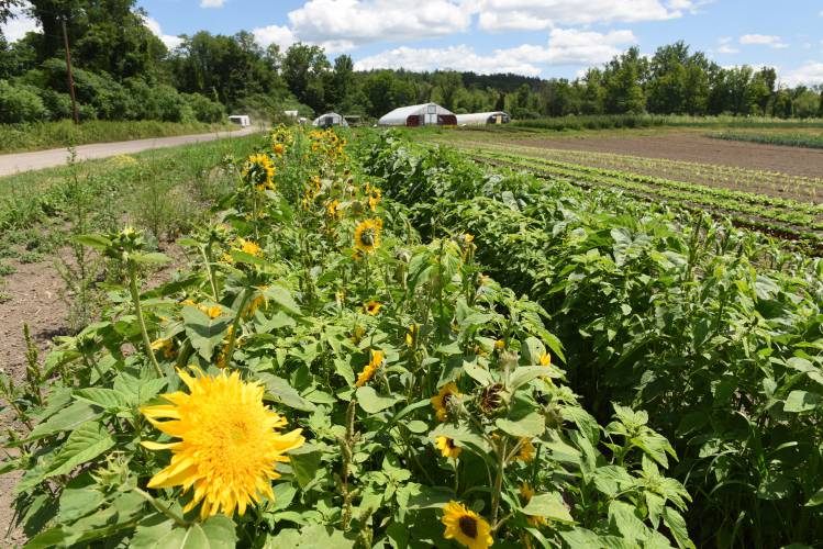 Crops growing at Just Roots farm in Greenfield. The farm received a $66,600 Healthy Soils Plan Implementation Challenge Grant.