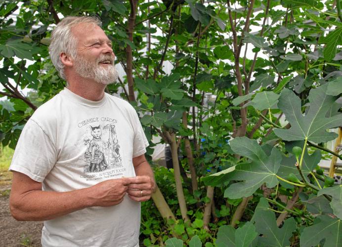 Tom Ashley, owner of Dancing Bear Farm in Leyden talks about the figs he grows on his farm.