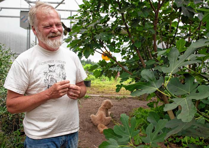 Tom Ashley, owner of Dancing Bear Farm in Leyden talks about the figs he grows on his farm. The farm’s seven fig trees can produce over 1,000 figs each year per tree, starting in August. That’s over 700 pounds of figs, most of which are sold to nearby restaurants and bakeries.