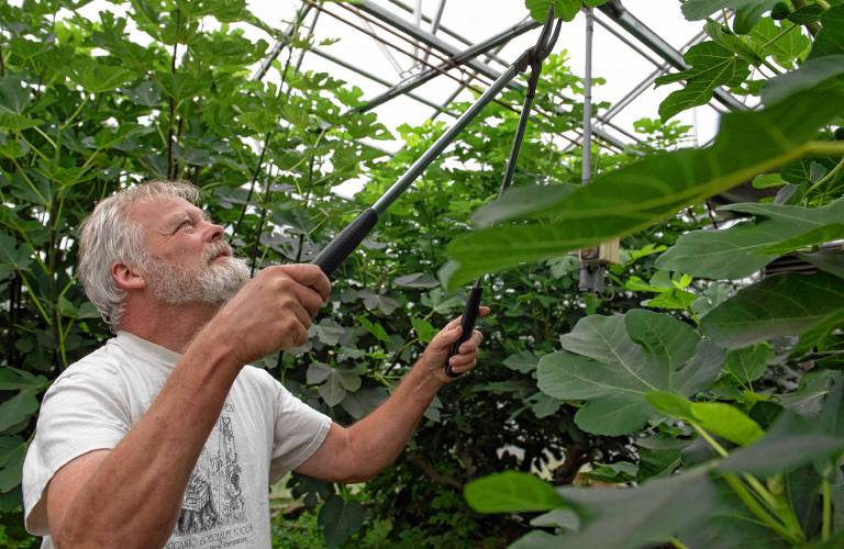 Tom Ashley, owner of Dancing Bear Farm in Leyden, prunes one of the trees on the farm.