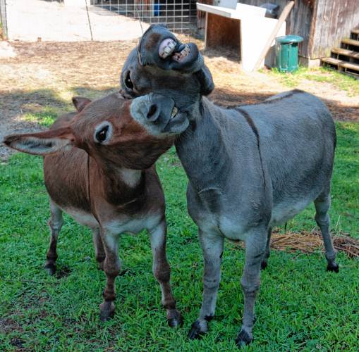 Nester and Wilbur, donkeys who are inseparable, have a moment of play at Jefferson’s Safe Haven in Leverett.