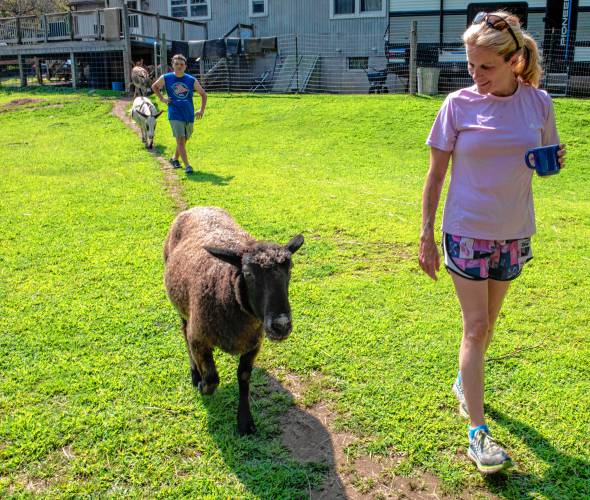 Kathy LeMay, co-owner of Jefferson’s Safe Haven in Leverett, walks to a back field as Lou the sheep follows along. In the back is Keenan Hamilton with Rosie and Wilbur, both donkeys.