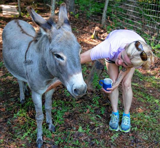 Kathy LeMay, co-owner of Jefferson’s Safe Haven in Leverett, bends down to greet Wilbur, a donkey at the sanctuary.