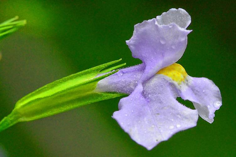 Seen up close, the pale blue flower of the Allegheny monkeyflower looks quite similar to the flower of a snapdragon plant.