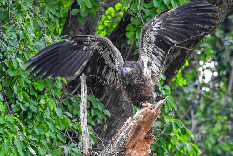 An immature bald eagle takes off from its perch along the Deerfield River in Deerfield.