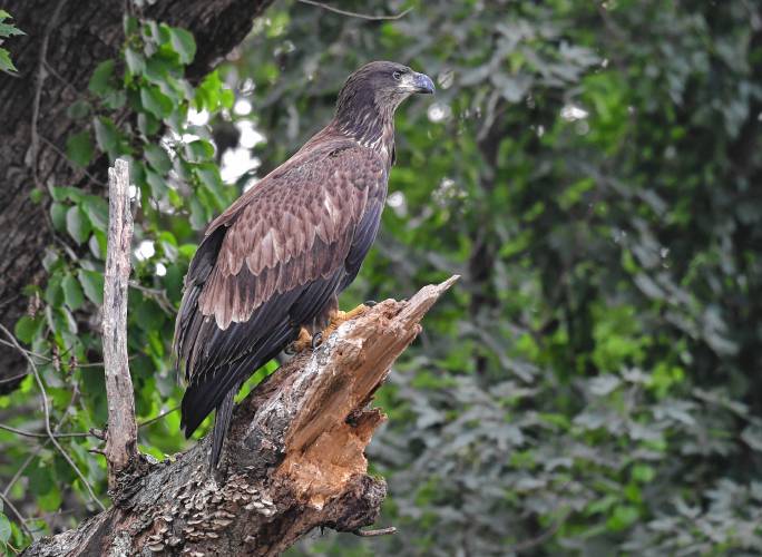 An immature bald eagle rests in the shade along the Deerfield River in Deerfield.