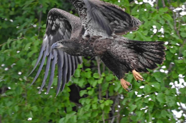 An immature bald eagle takes off from its perch along the Deerfield River in Deerfield.