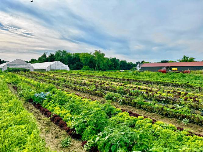 Roughly 45 people who are interested in investing in the local food system through the PVGrows Investment Fund gathered at Bardwell Farm in Hatfield, pictured, on June 25.