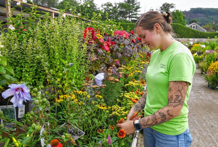 Amity Messeck prunes plants at Sugarloaf Gardens in Sunderland on Thursday in advance of tax-free weekend.