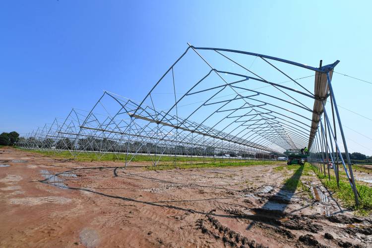 Four acres of seasonal high tunnels being built at Nourse Farms in Whately at the Hatfield line.