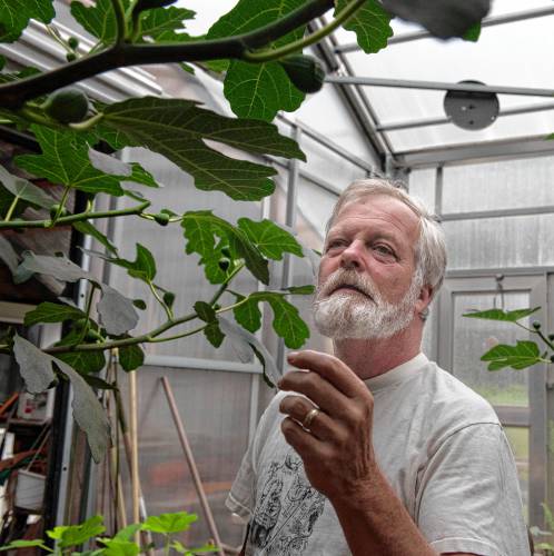 “Everyone thinks what makes this farm unique is the figs,” says Trish Crapo, wife and farming partner of Tom Ashley. “But I think it starts with Tom. Tom loves the challenge of an unusual crop.”