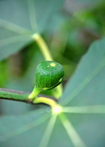 A fig that has about a month to go before it is ripe on one of the trees on Dancing Bear Farm.