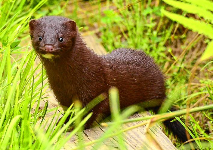 This adult American mink paused for a moment and then disappeared from view. Note the white chin that is a key field mark for identifying the species.