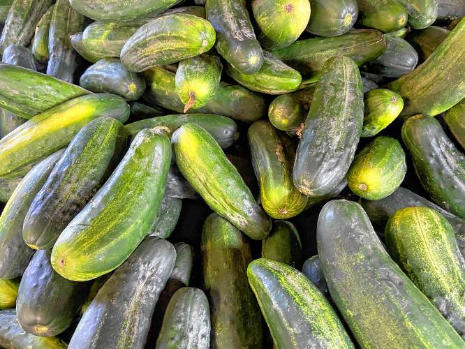 Cucumbers are thought to have originated in India. They were prized for their moisture and health benefits and quickly spread throughout the world. Columbus introduced them to this continent in 1494, and they have been thriving in American gardens ever since.