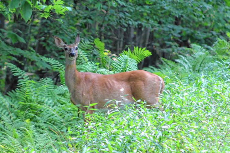 A doe heads into the woods along South Prospect Street in Montague on Thursday.