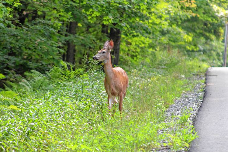 A doe walks along South Prospect Street in Montague on Thursday.