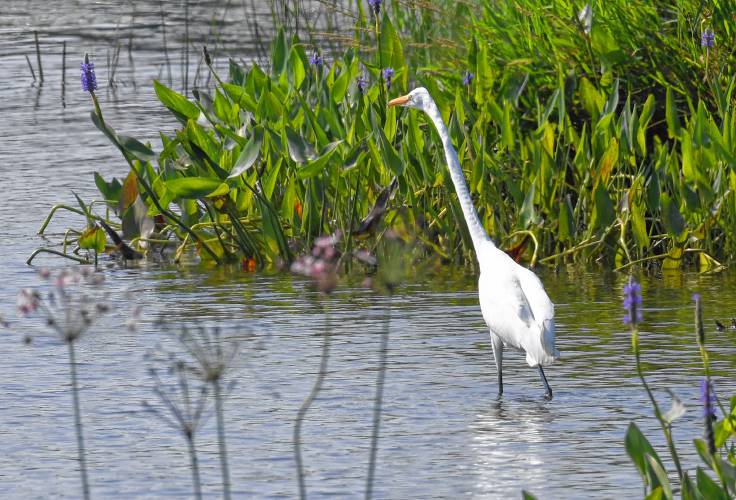 An egret wades in the Turners Falls canal looking for prey.