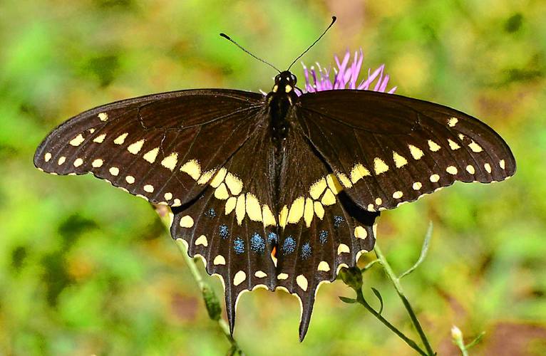 This black swallowtail can be identified as a male because of the two rows of bold yellow spots and the fainter blue splatter marks toward the back of the wings.