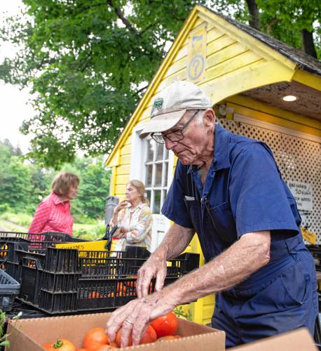 Bill Gillen, co-owner of Sunset Farm in Amherst, boxes up tomatoes.