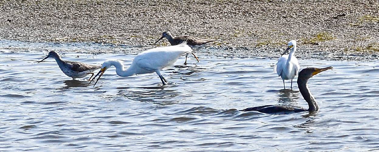 Driven by the double-crested cormorant (right), the feeding frenzy also included snowy egrets (center) and lesser yellowlegs (left background).