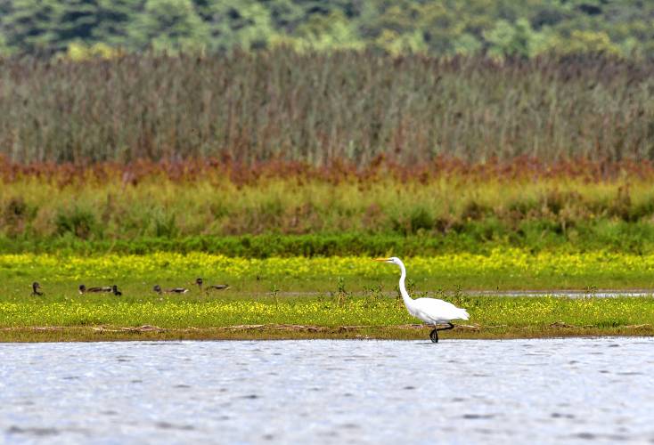 An egret wades in shallow water near a grassy island in the Quabbin Reservoir. 