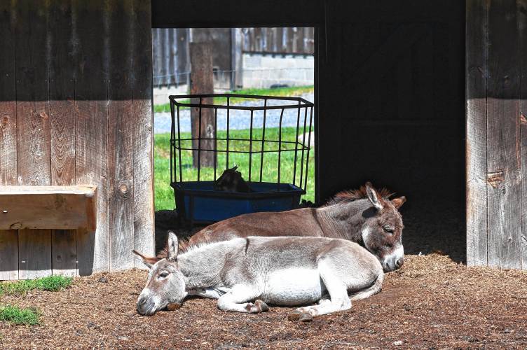 Sicilian donkeys Merlin and Rusty take a siesta in the midday sun at the Diemand Farm in Wendell.