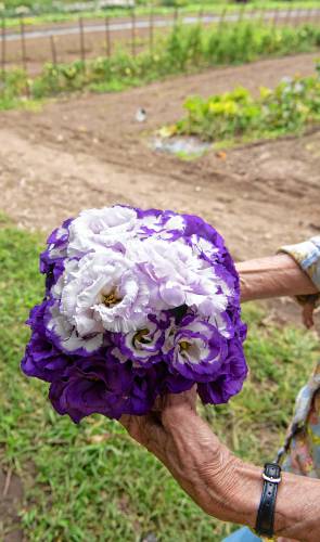 Connie Gillen, co-owner of Sunset Farm in Amherst, holds a bouquet of Lisianthus she arranged earlier that day.