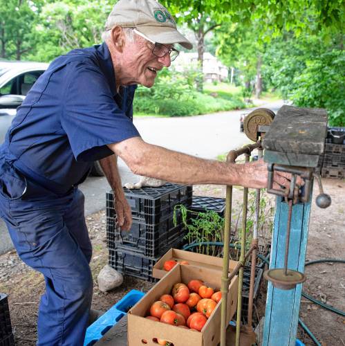 Bill Gillen, co-owner of Sunset Farm in Amherst, weighs a box of tomatoes.